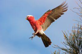 2026/07/Birds-enjoy-flying.jpg