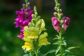 2026/07/Snapdragon-colors.jpg