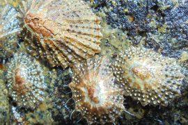 Limpets,On,Rock,In,Rocky,Shore,Tide,Pool,Or,Rock