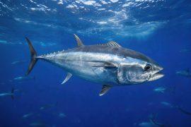 2026/07/Tuna-evolution.jpg