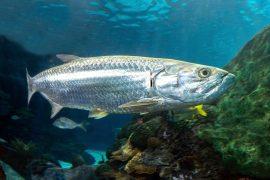 2026/07/Atlantic-tarpon.jpg