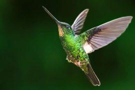 Black-throated,Mango,Hummingbird,Hovering,In,Tropical,Forest