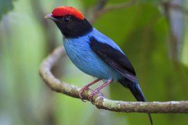 2026/07/Manakins-fruit.jpg