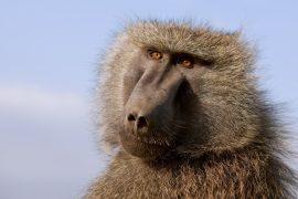 2026/07/Monkeys-geometry.jpg