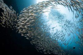 2026/07/Microplastic-pollution-spawning-season.jpg