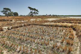 Rice,Field,After,Harvest,During,Drought,On,Elia,Island
