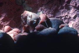 Naked,Mole,Rat,Colony,In,Underground,Chambre.,Babies,Being,Tended