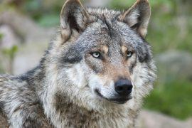2026/07/wildlife-protection.jpg