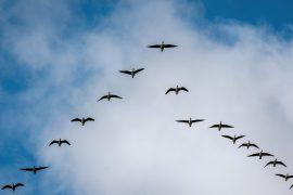 2026/07/Bird-v-formation.jpg