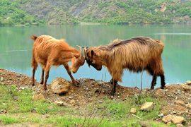 2026/07/Headbutting-goats.jpg
