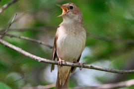 2026/07/Birdsong-stress.jpg