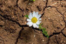 2026/07/Plants-drought.jpg