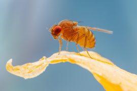 Tropical Fruit Fly Drosophila Diptera Parasite Insect Pest on Vegetable Macro