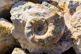 2026/07/Empty-seashells-ancient-life.jpg