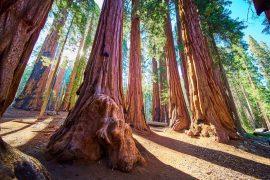 2026/07/Prescribed-burns-sequoias.jpg