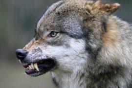 2026/07/Carnivore-teeth.jpg