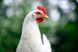 2026/07/Chicken-colors.jpg