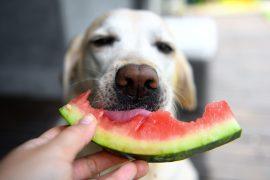 2026/07/Vegan-pet-food.jpg