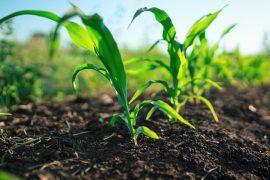 2026/07/Restore-soil.jpg