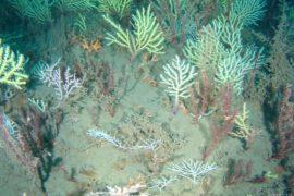 2026/07/Benin-coral-reef.jpg
