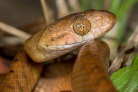 2026/07/Brown-tree-snakes.jpg