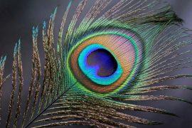 2026/07/Iridescent-pterosaurs.jpg