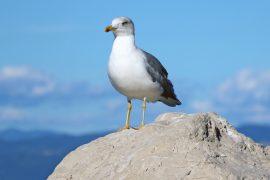 2026/07/Seabird-breeding-season.jpg