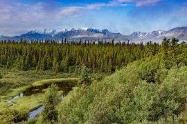 2026/07/fastest-warming-forests.jpg