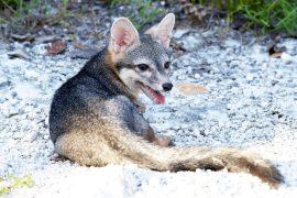 2026/07/cozumel-dwarf-fox_Rafael-chacon_1m.jpg