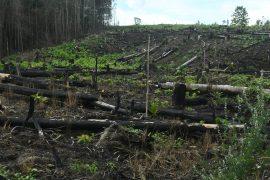 Slash-and-burn,Method,Of,Agriculture,Farming,Still,Practice,By,Certain,Individual