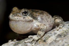 2026/07/Tree-frogs.jpg