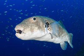 2026/07/Mediterranean-invasive-fish.jpg
