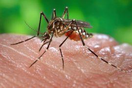 A female, Aedes aegypti mosquito obtaining a blood meal from a human host
