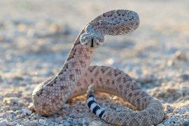 2026/07/snake-antivenom.jpg