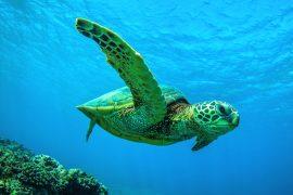 2026/07/Sea-turtle-hunting.jpg