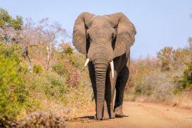 2026/07/rewilded-elephants.jpg
