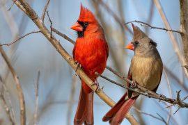 2026/07/female-bird-survival.jpg