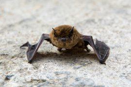 2026/07/bat-immune-system.jpg
