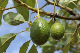 2026/07/Ancient-avocado-trees.jpg