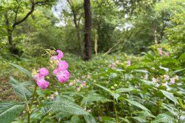 2026/07/invasive-forest-plants.jpg