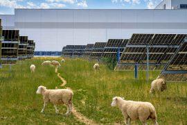 2026/07/volkswagen-solar-plant-sheep-april-2026.jpg