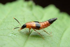 2026/07/Tropical-mountain-insects.jpg