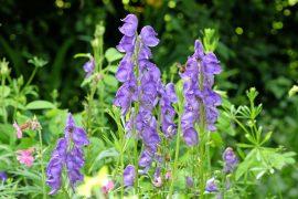 2026/08/Deadly-plant-medicine.jpg
