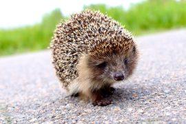 2026/08/Hedgehog-road-deaths.jpg