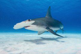 2026/08/shark-finning-bans.jpg