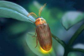 2026/08/Icaroramus-perisi2.jpg