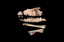 2026/08/Gobi-Desert-fossil.jpg