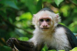 2026/08/AI-test-wild-monkeys.jpg