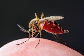 2026/08/West-Nile-mosquitoes.jpg