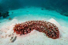 2026/08/Sea-cucumber-survival.jpg